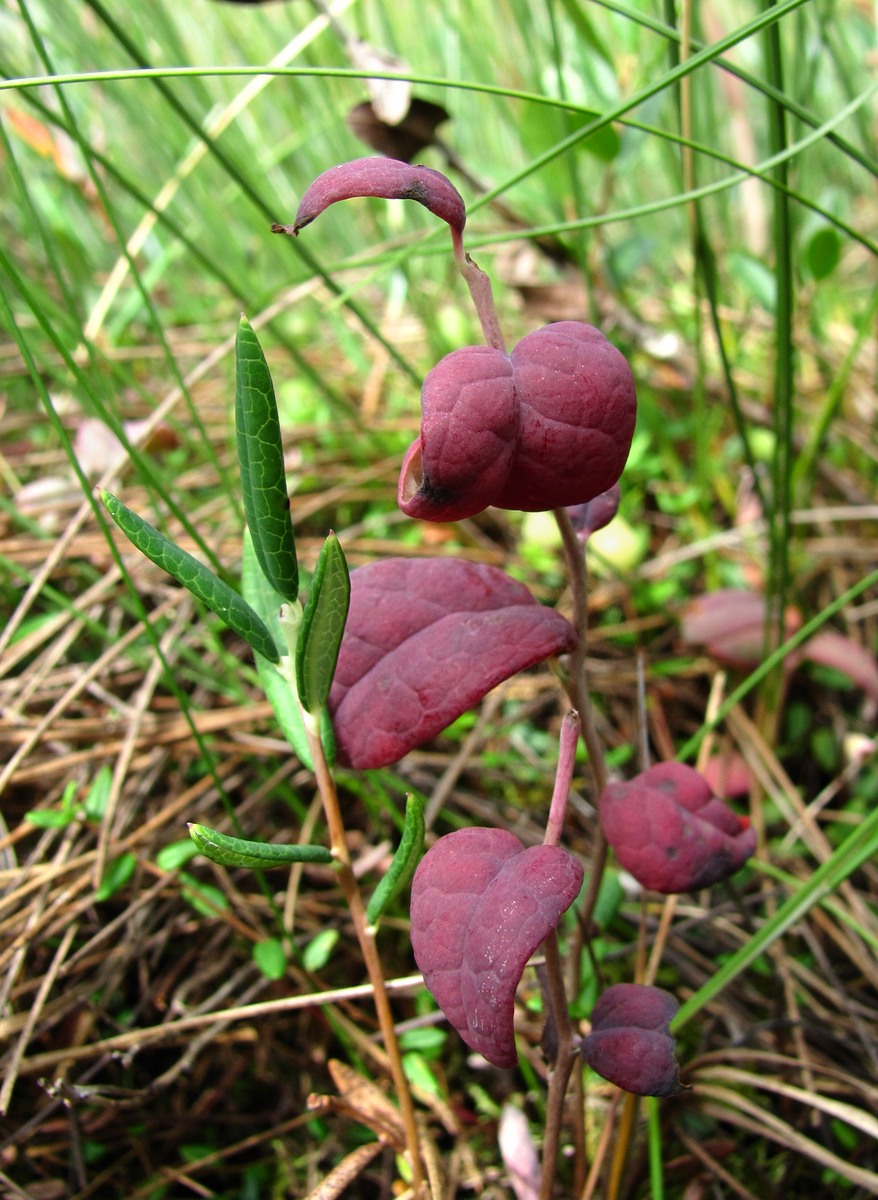 Изображение особи Andromeda polifolia.