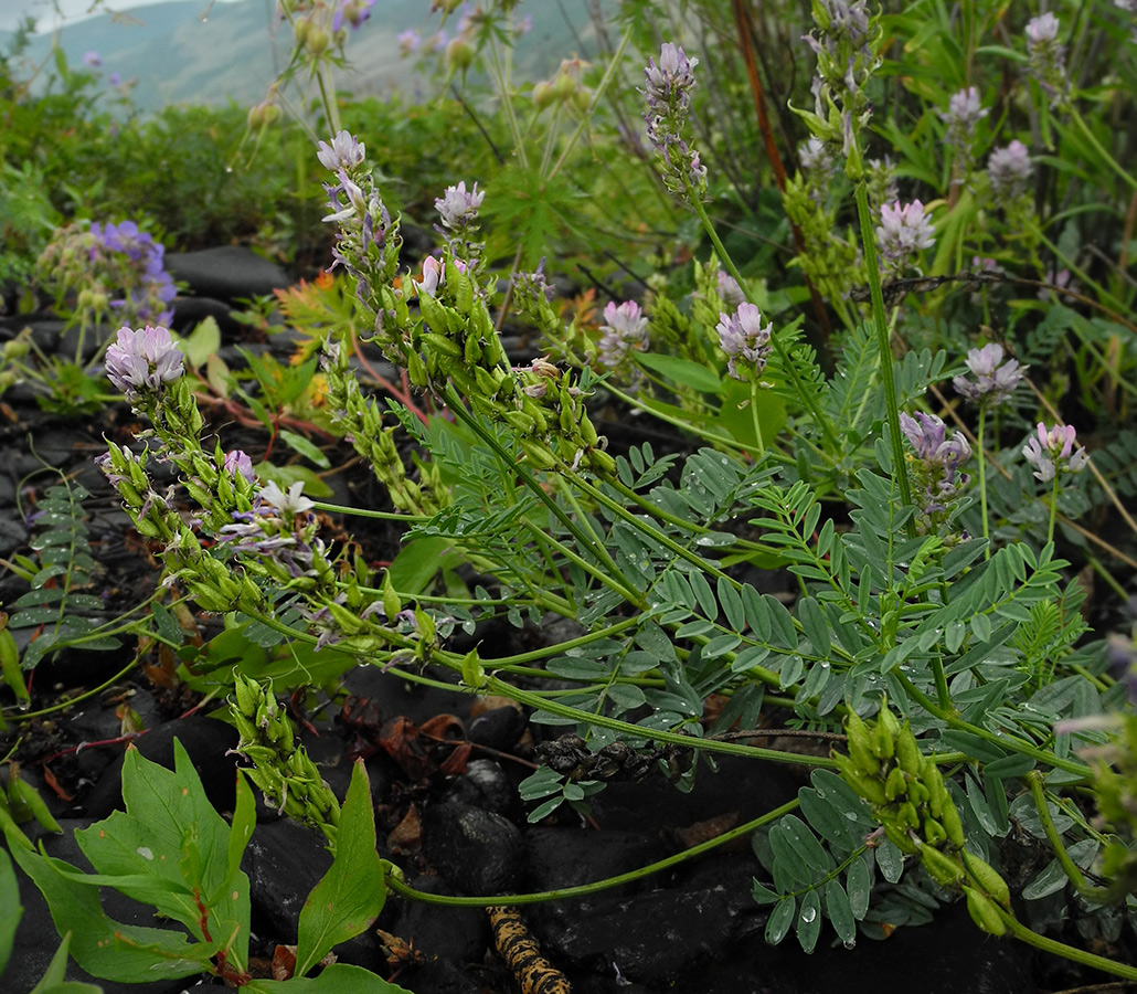 Image of Astragalus rytyensis specimen.