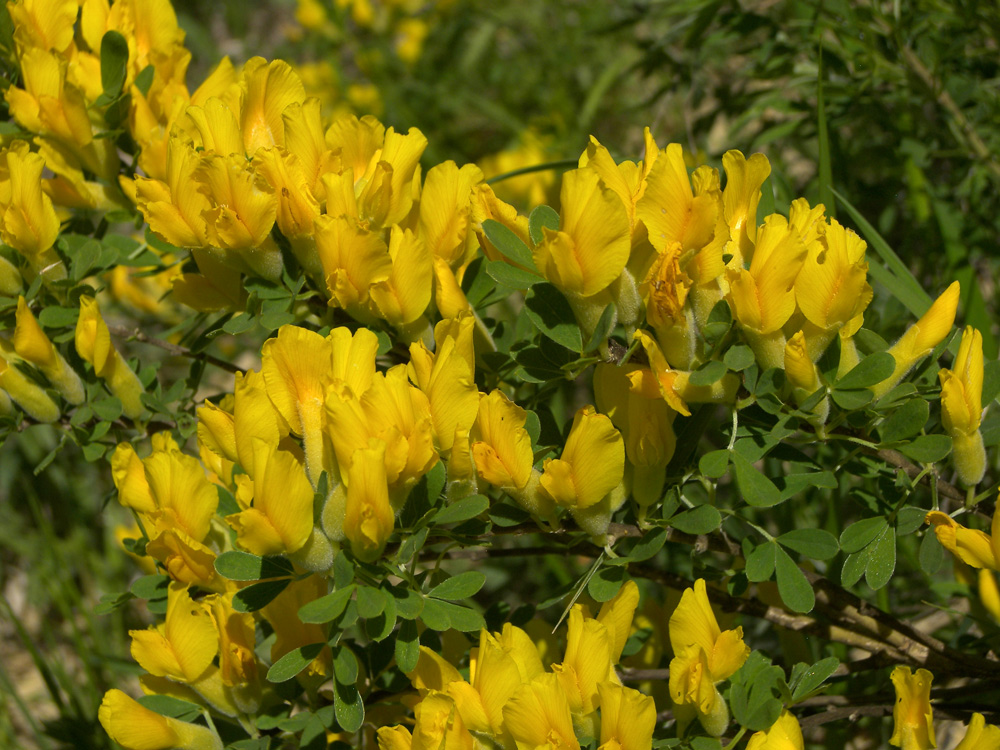 Изображение особи Chamaecytisus ruthenicus.