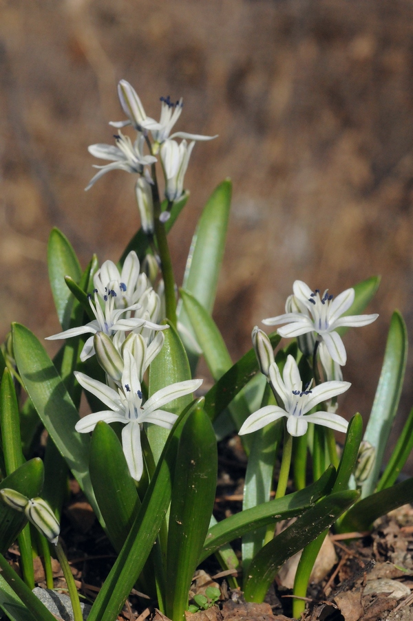 Изображение особи Scilla puschkinioides.