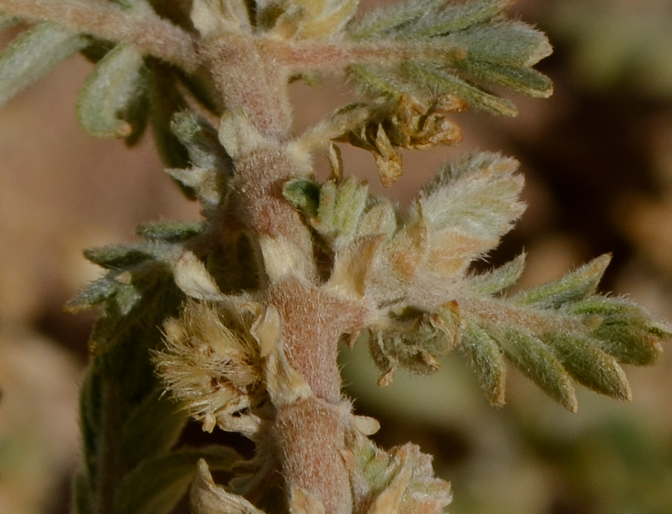 Изображение особи Tribulus macropterus.