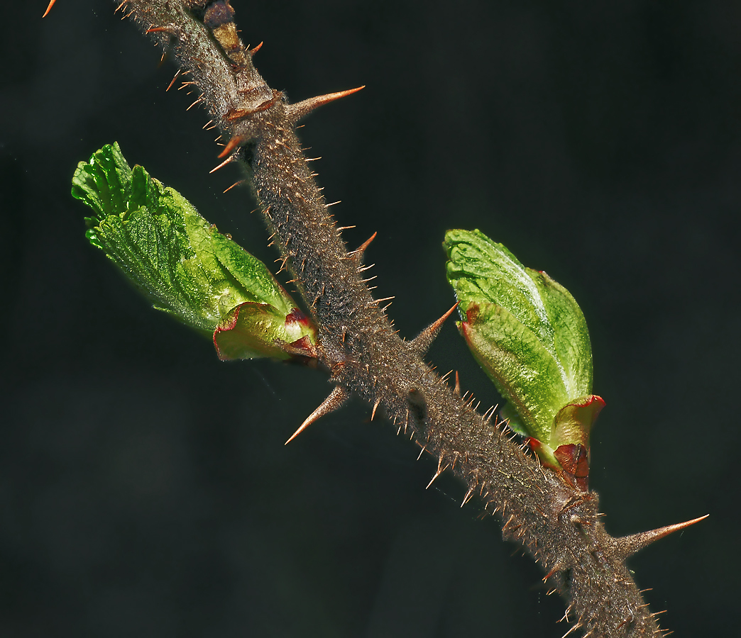 Image of Rosa rugosa specimen.