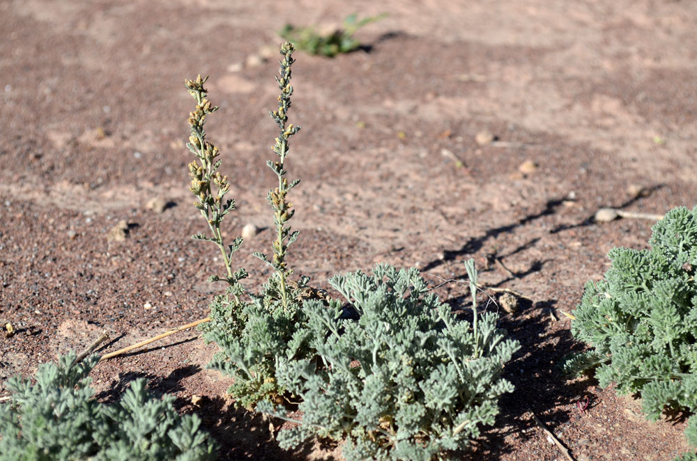 Image of genus Artemisia specimen.