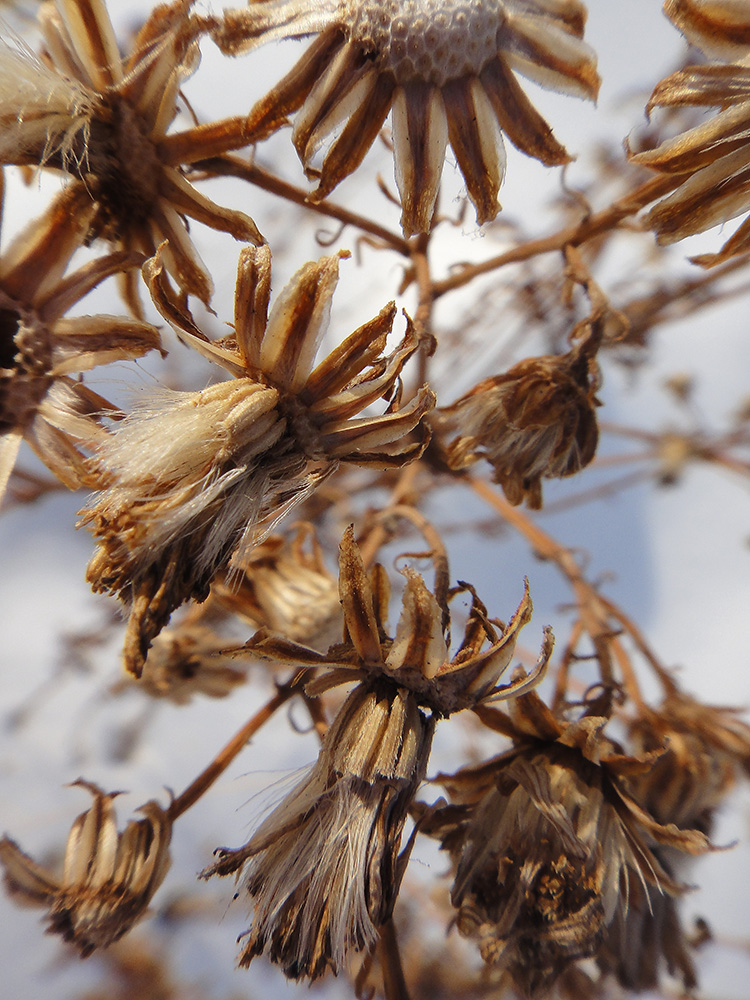 Image of Senecio erucifolius specimen.