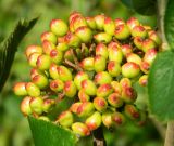 Viburnum lantana. Соплодие. Подмосковье, Одинцовский р-н, дер. Лайково, приусадебный участок. Август 2015 г.