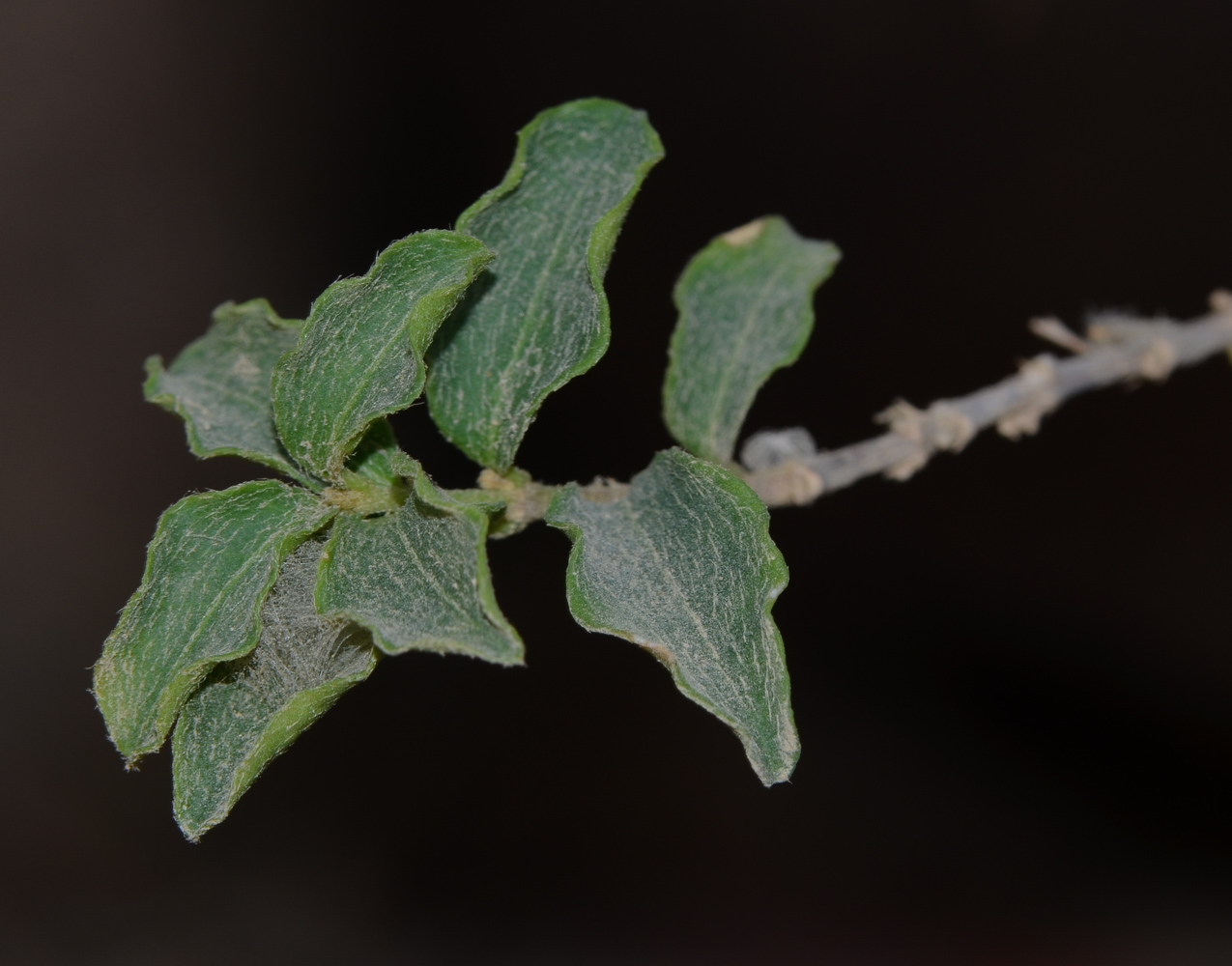 Image of Malpighia glabra specimen.