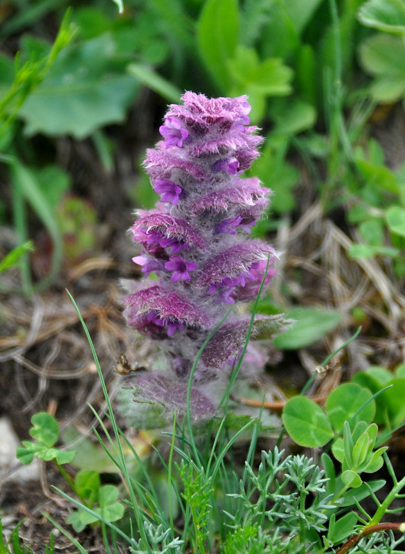 Image of Ajuga orientalis specimen.