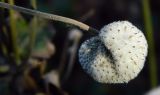 Anemone hupehensis. Верхушка побега с плодом. Германия, Бавария, г. Мюнхен, парк Alter Botanischer Garten. Декабрь 2015 г.