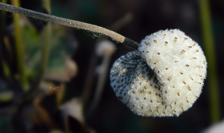 Изображение особи Anemone hupehensis.