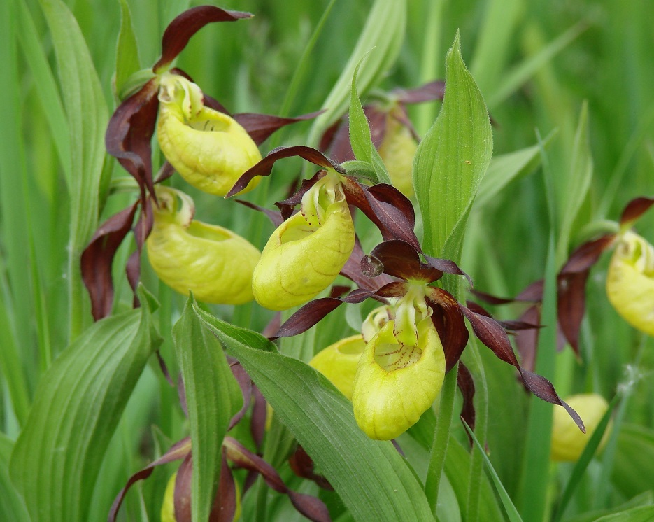 Image of Cypripedium calceolus specimen.