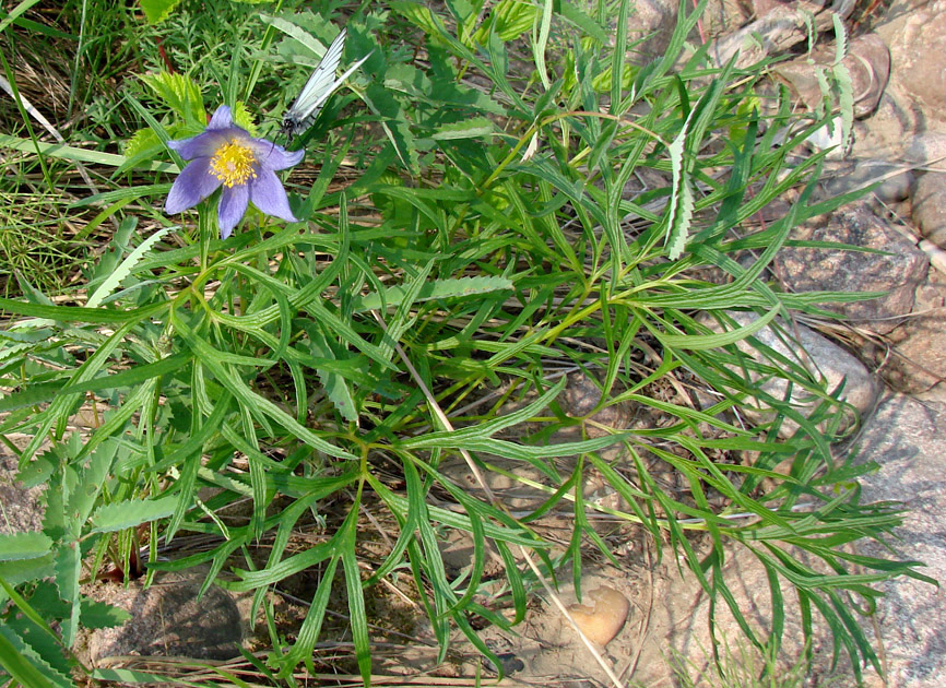 Image of Pulsatilla angustifolia specimen.