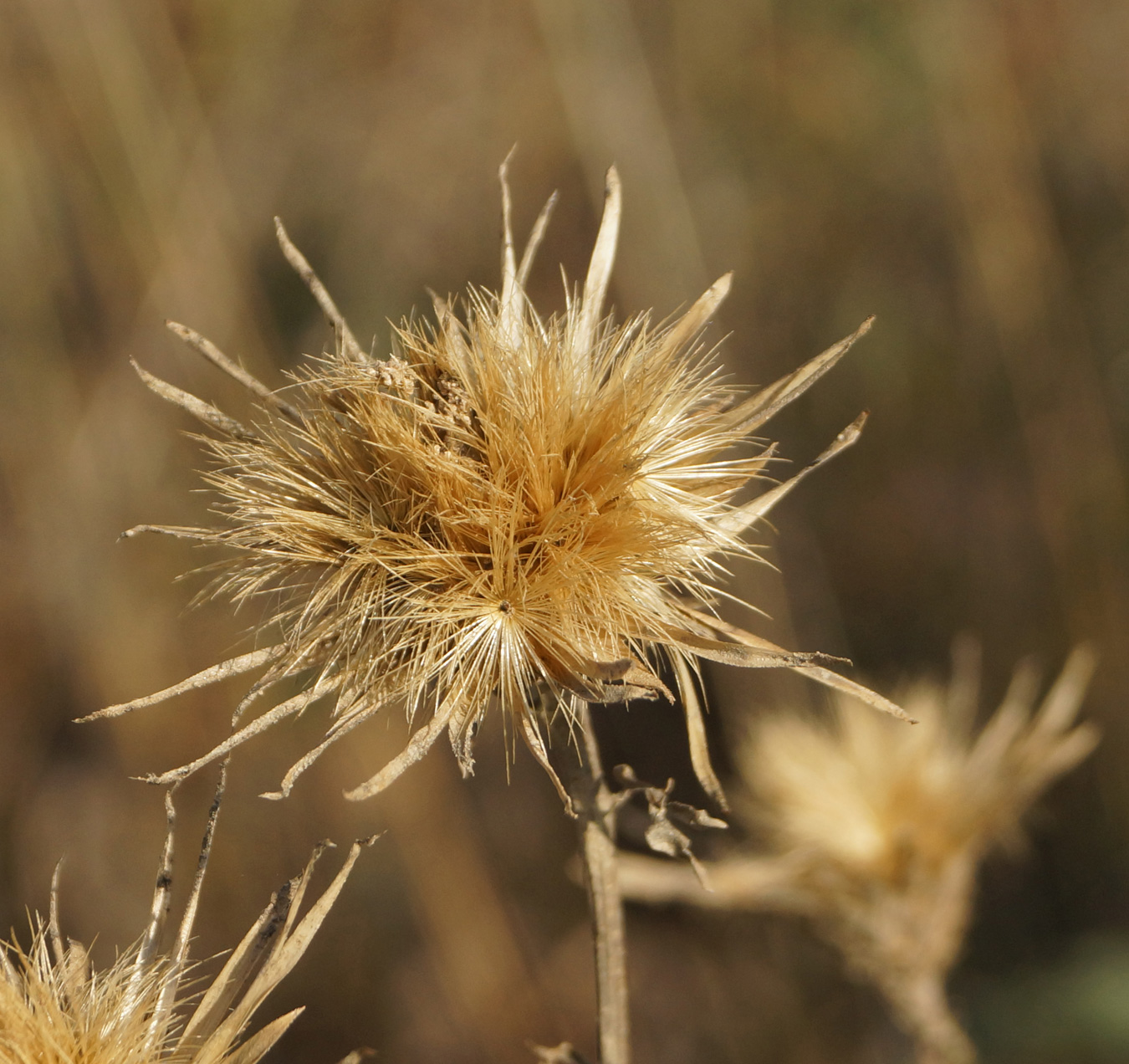 Image of Serratula coronata specimen.