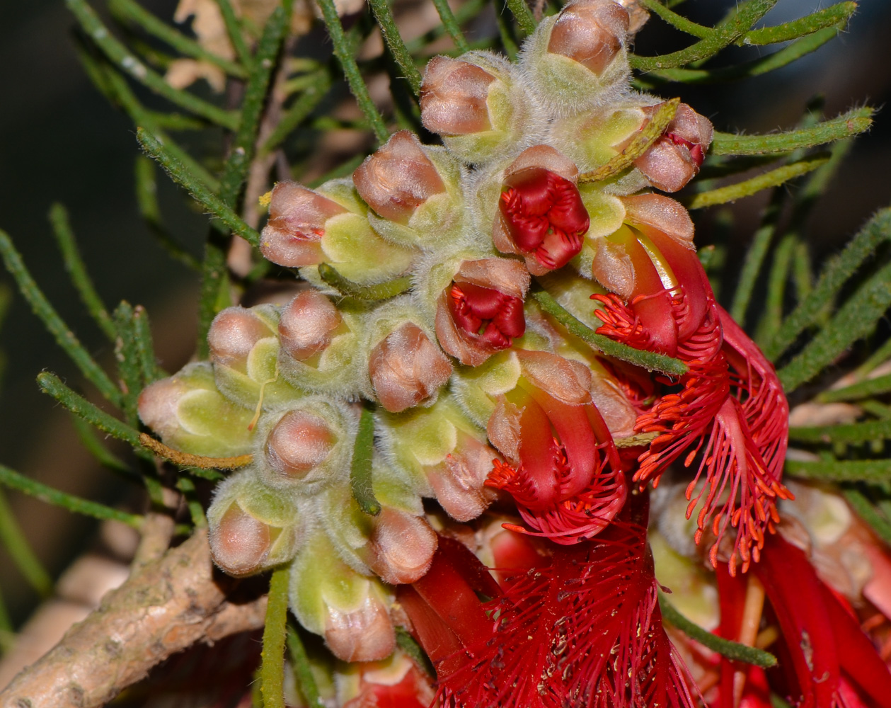 Изображение особи Calothamnus villosus.