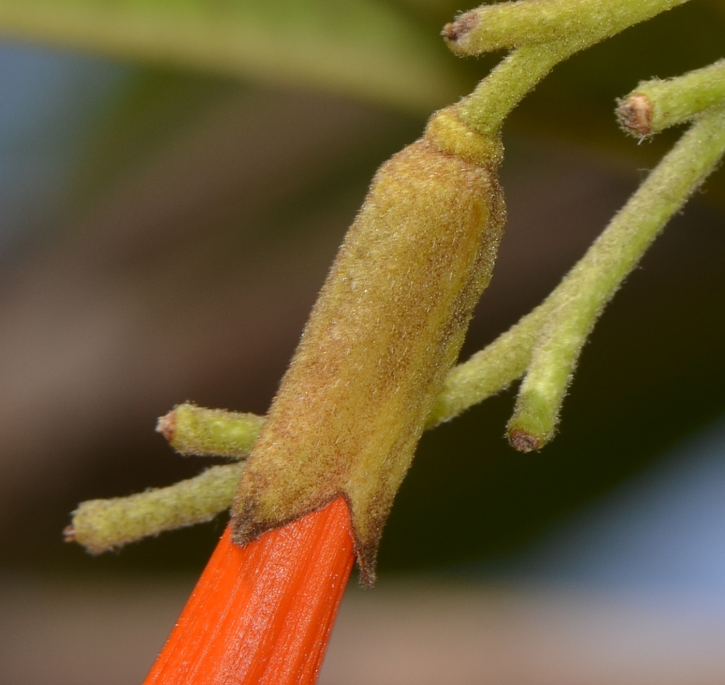 Image of Cordia subcordata specimen.