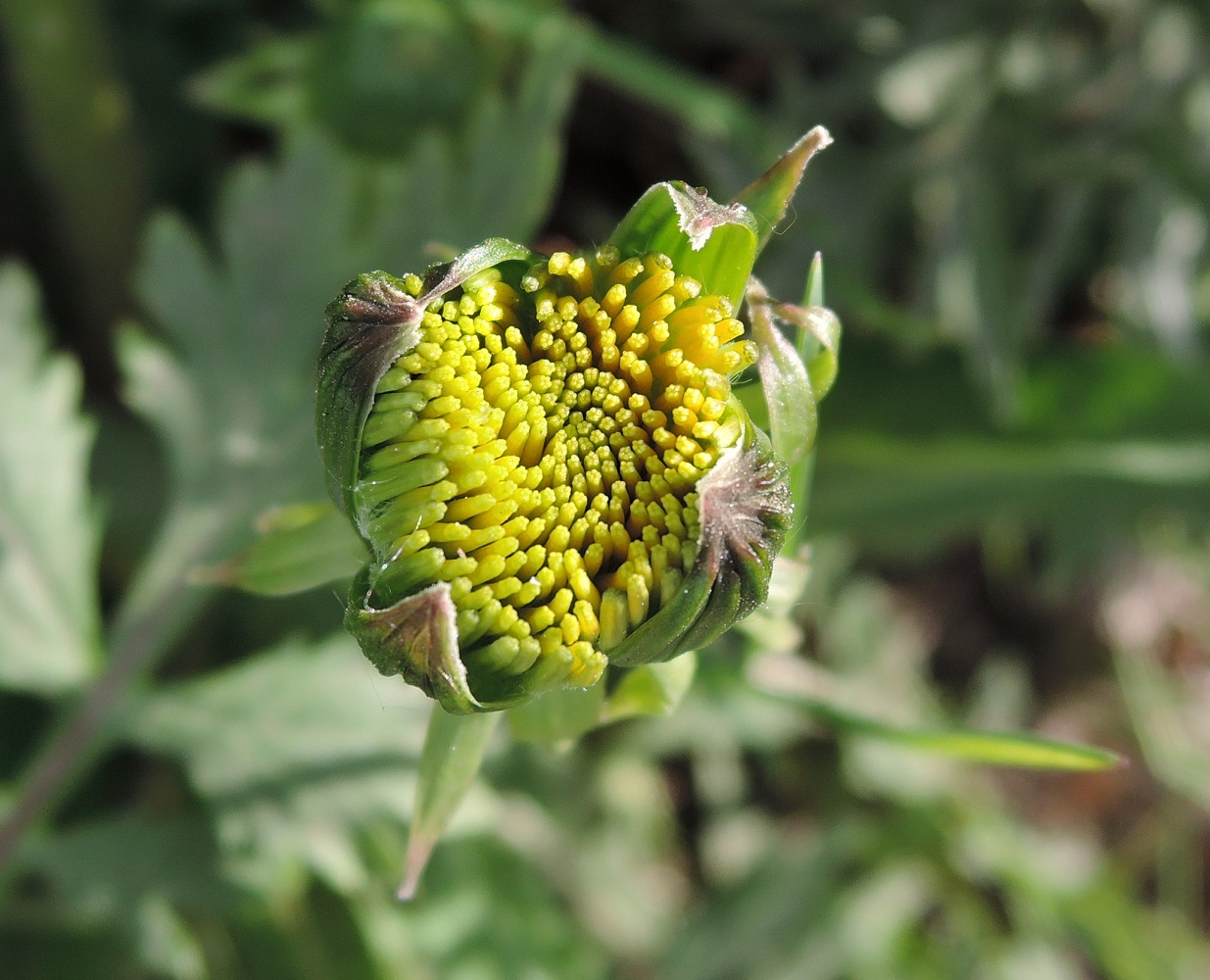 Image of Taraxacum officinale specimen.