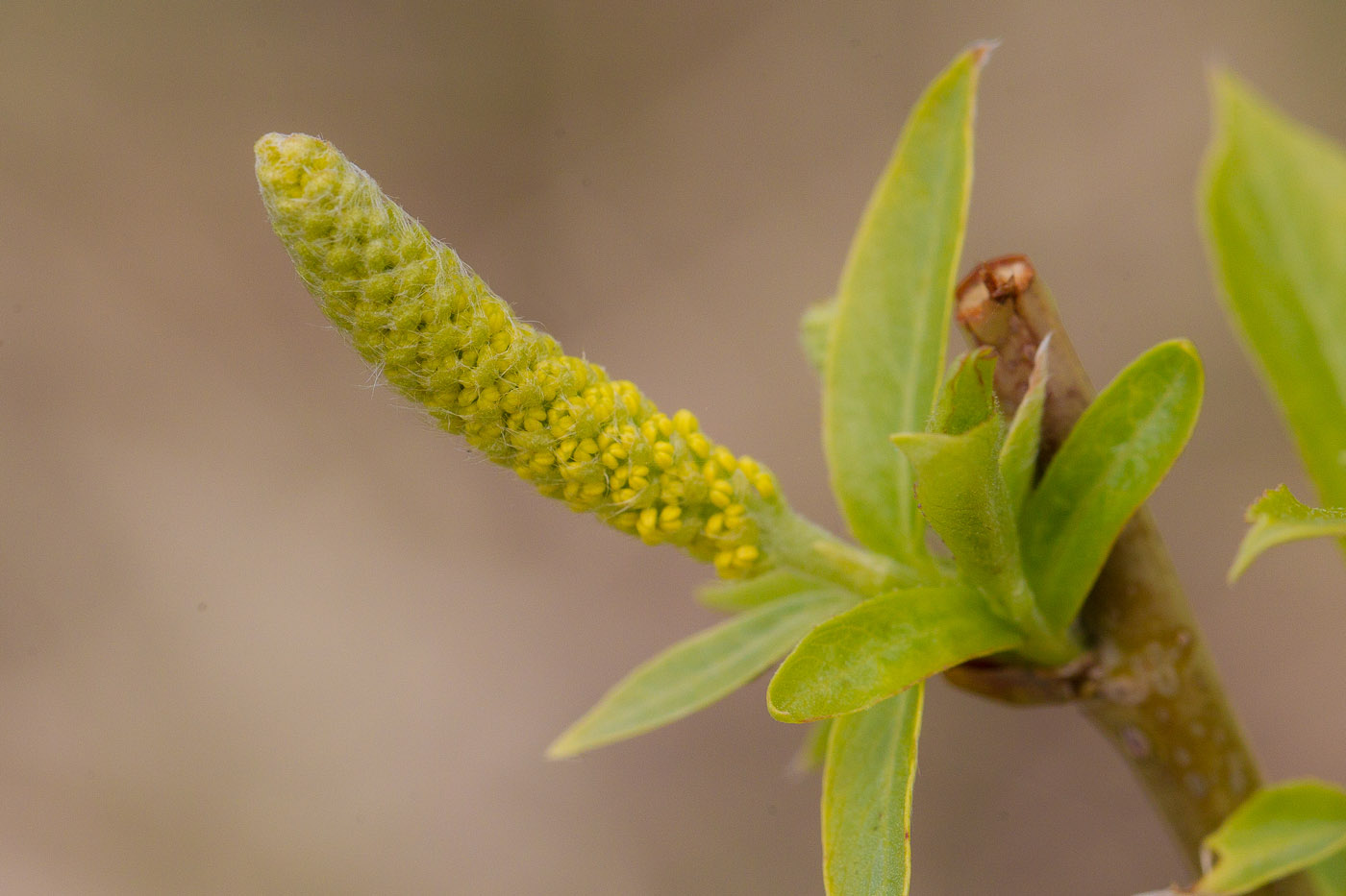 Image of Salix pentandra specimen.