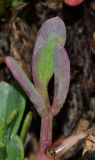 Crithmum maritimum. Отмирающий лист. Израиль, Шарон, г. Герцлия, пос. Ноф Ям, высокий берег Средиземного моря, склон западной экспозиции, мягкий куркар с песком. 23.11.2014.