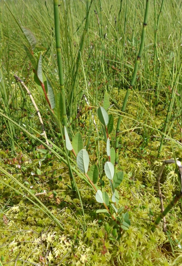 Image of Salix myrtilloides specimen.