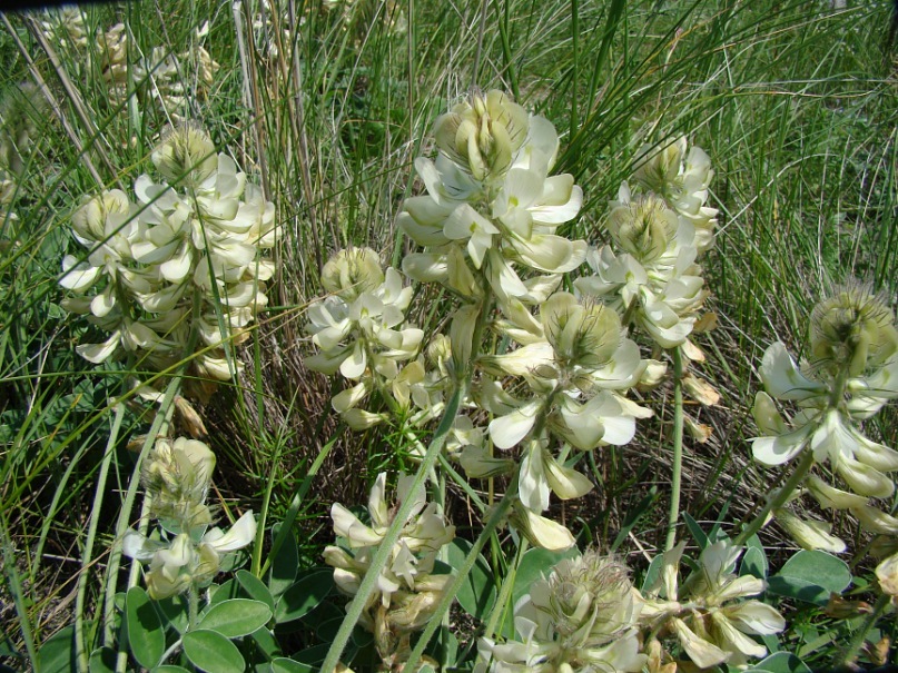 Image of Hedysarum grandiflorum specimen.