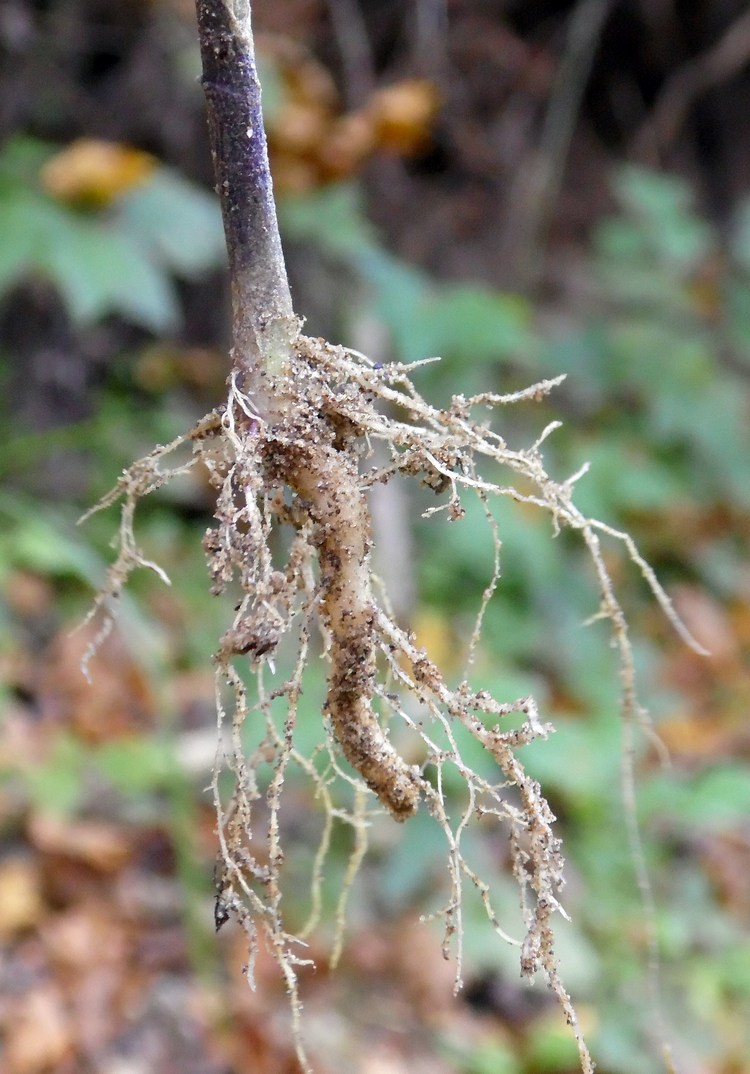 Изображение особи Solanum nigrum.