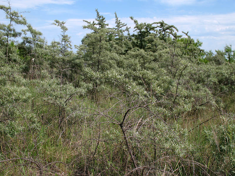 Image of Hippophae rhamnoides specimen.