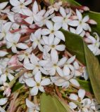 Acokanthera oblongifolia