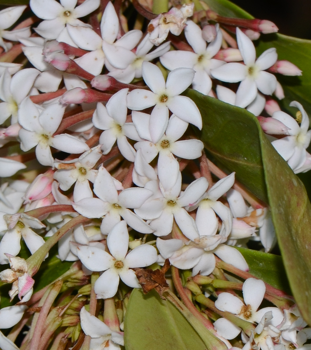 Image of Acokanthera oblongifolia specimen.