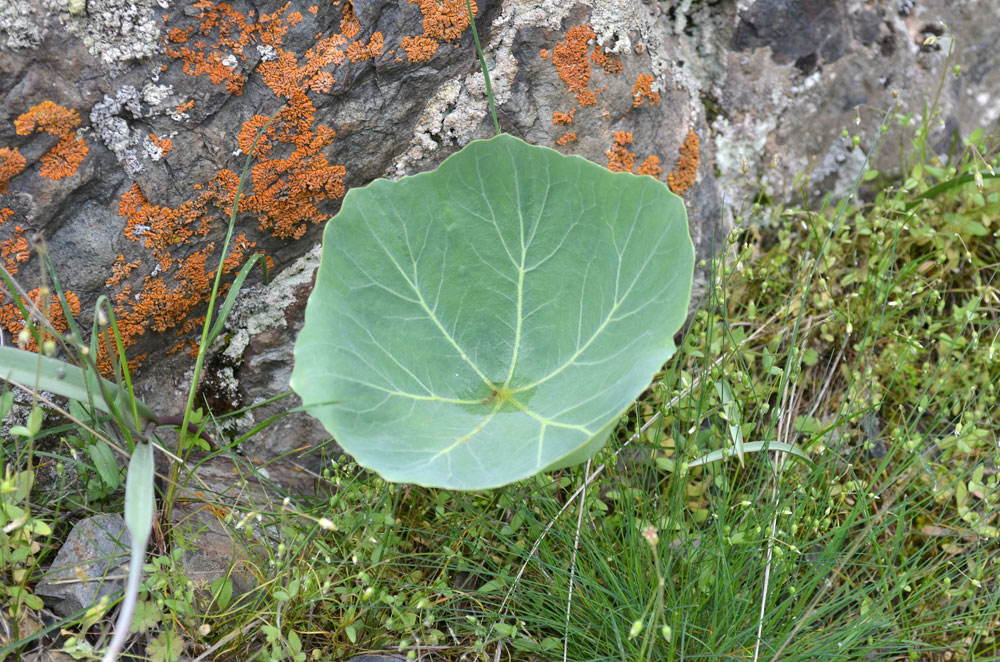 Image of Megacarpaea orbiculata specimen.