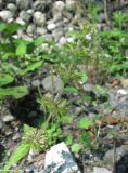 Clinopodium umbrosum