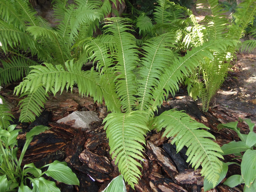 Image of Matteuccia struthiopteris specimen.