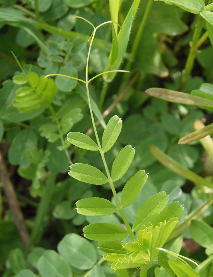 Image of Vicia grandiflora specimen.