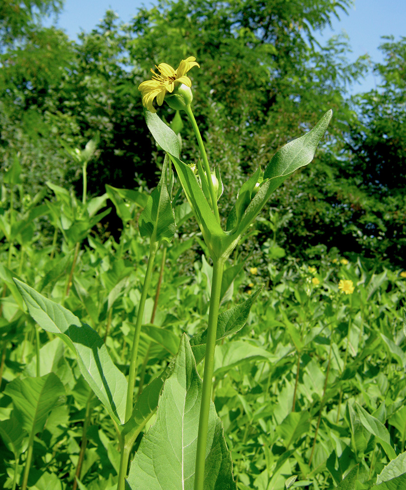 Image of Silphium perfoliatum specimen.