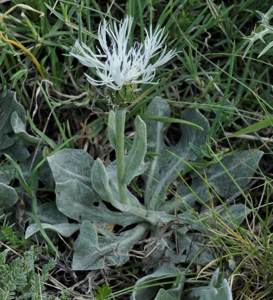 Image of Centaurea pindicola specimen.