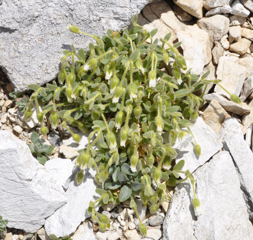 Image of Cerastium theophrasti specimen.