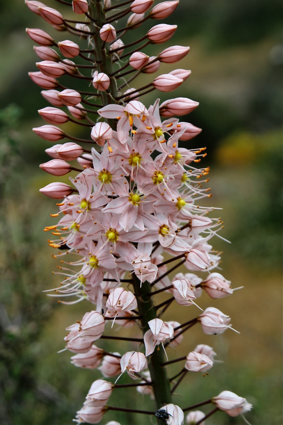 Изображение особи Eremurus aitchisonii.