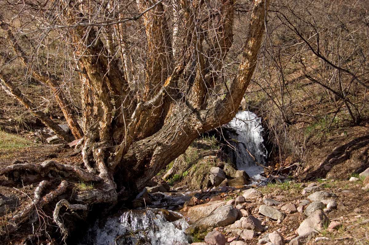 Изображение особи Betula tianschanica.