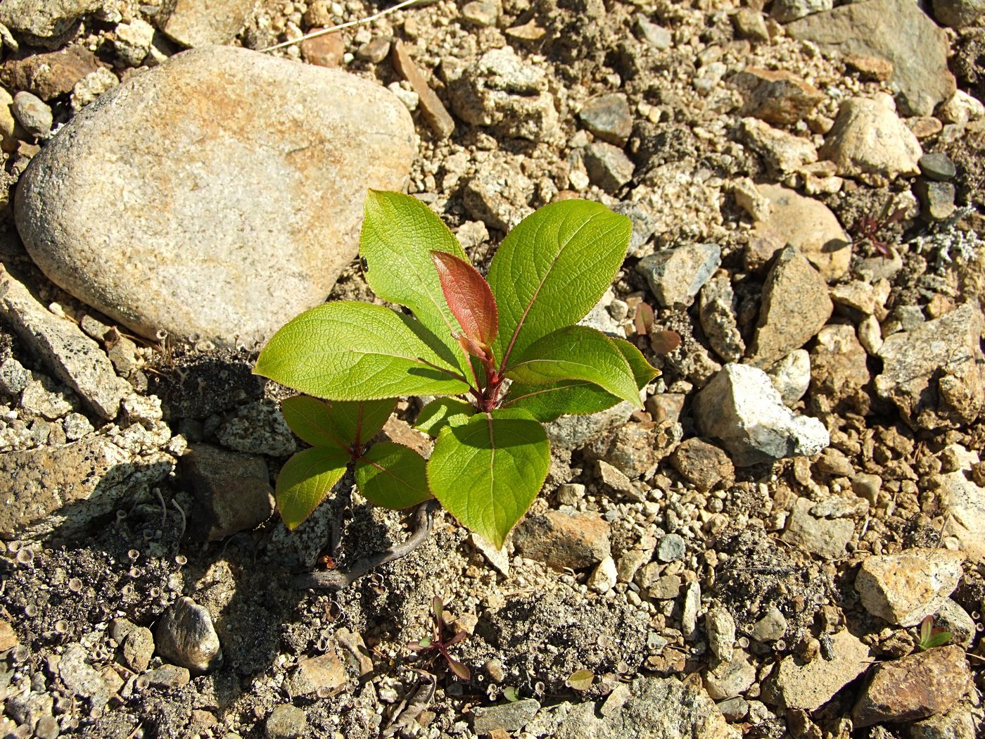 Image of Populus suaveolens specimen.