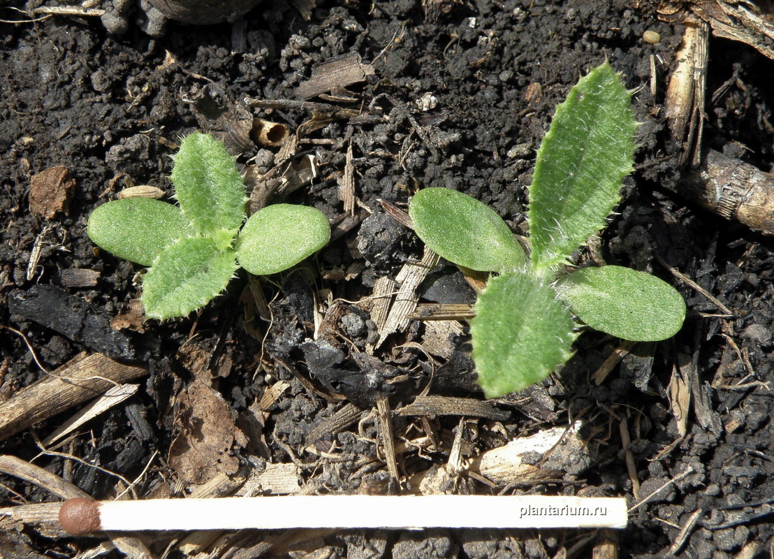 Image of Cirsium incanum specimen.