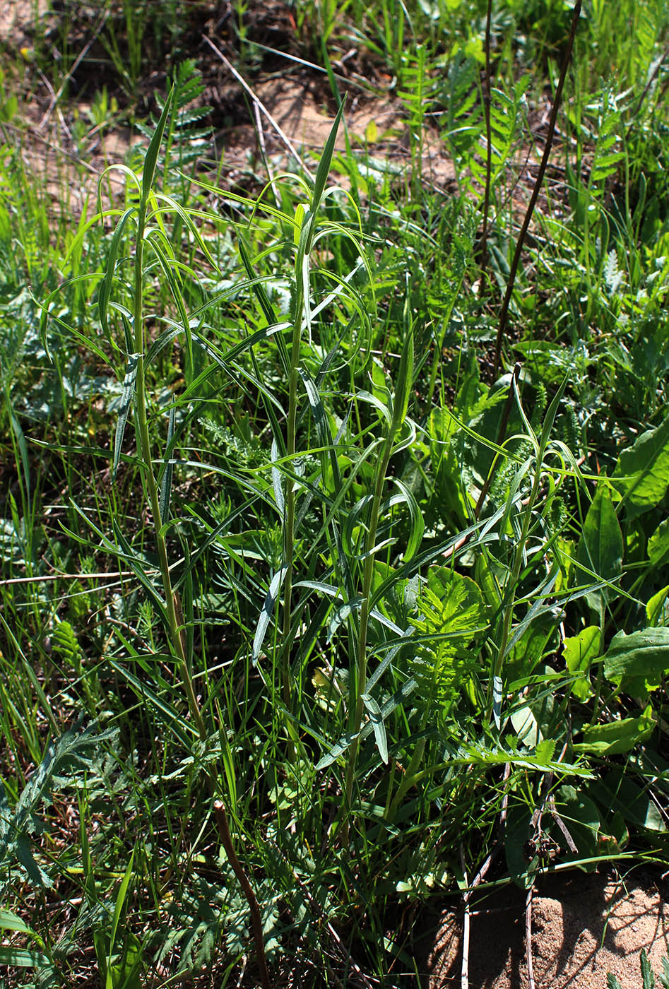 Image of Galatella punctata specimen.