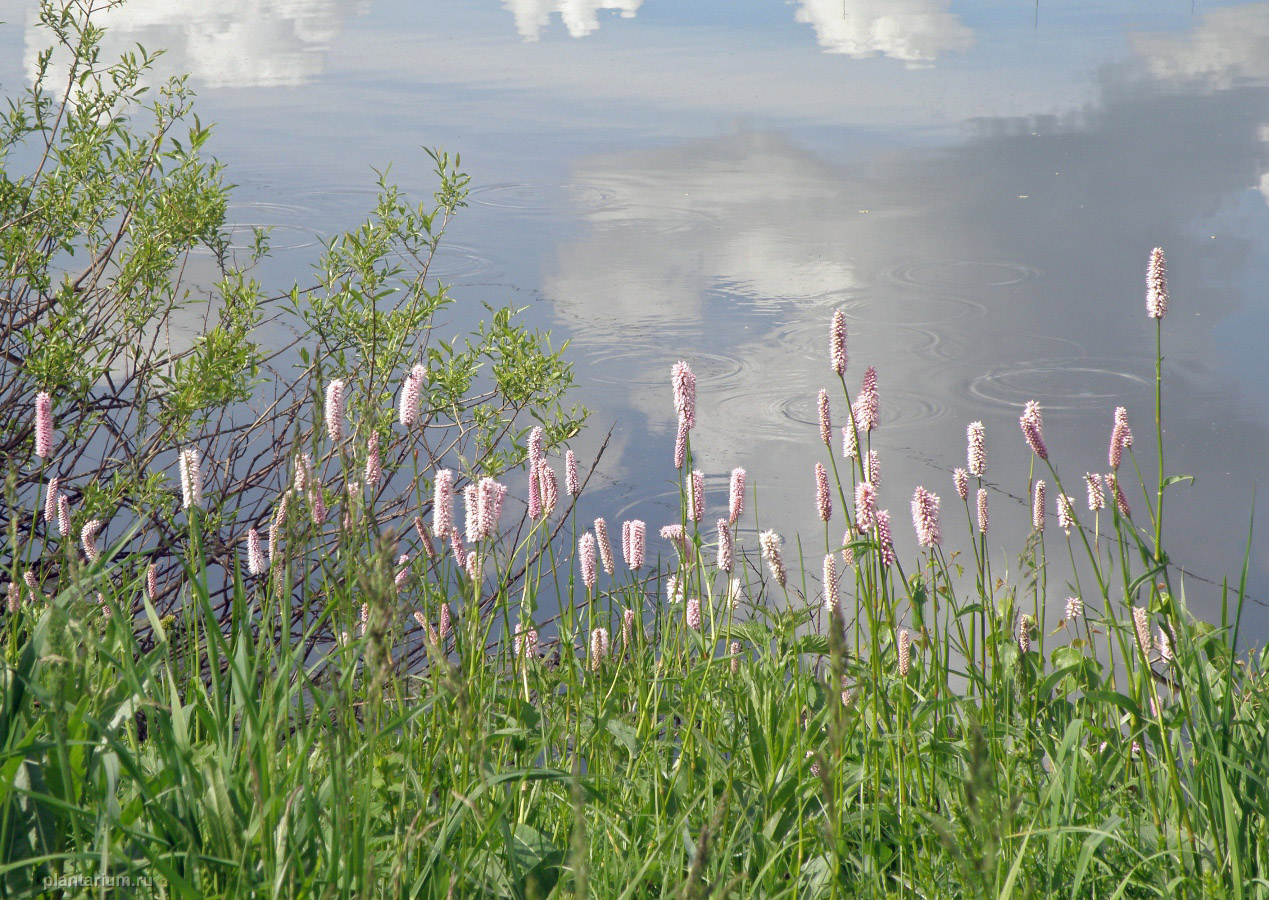 Image of Bistorta officinalis specimen.