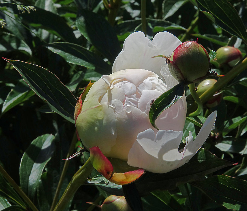 Image of Paeonia lactiflora specimen.