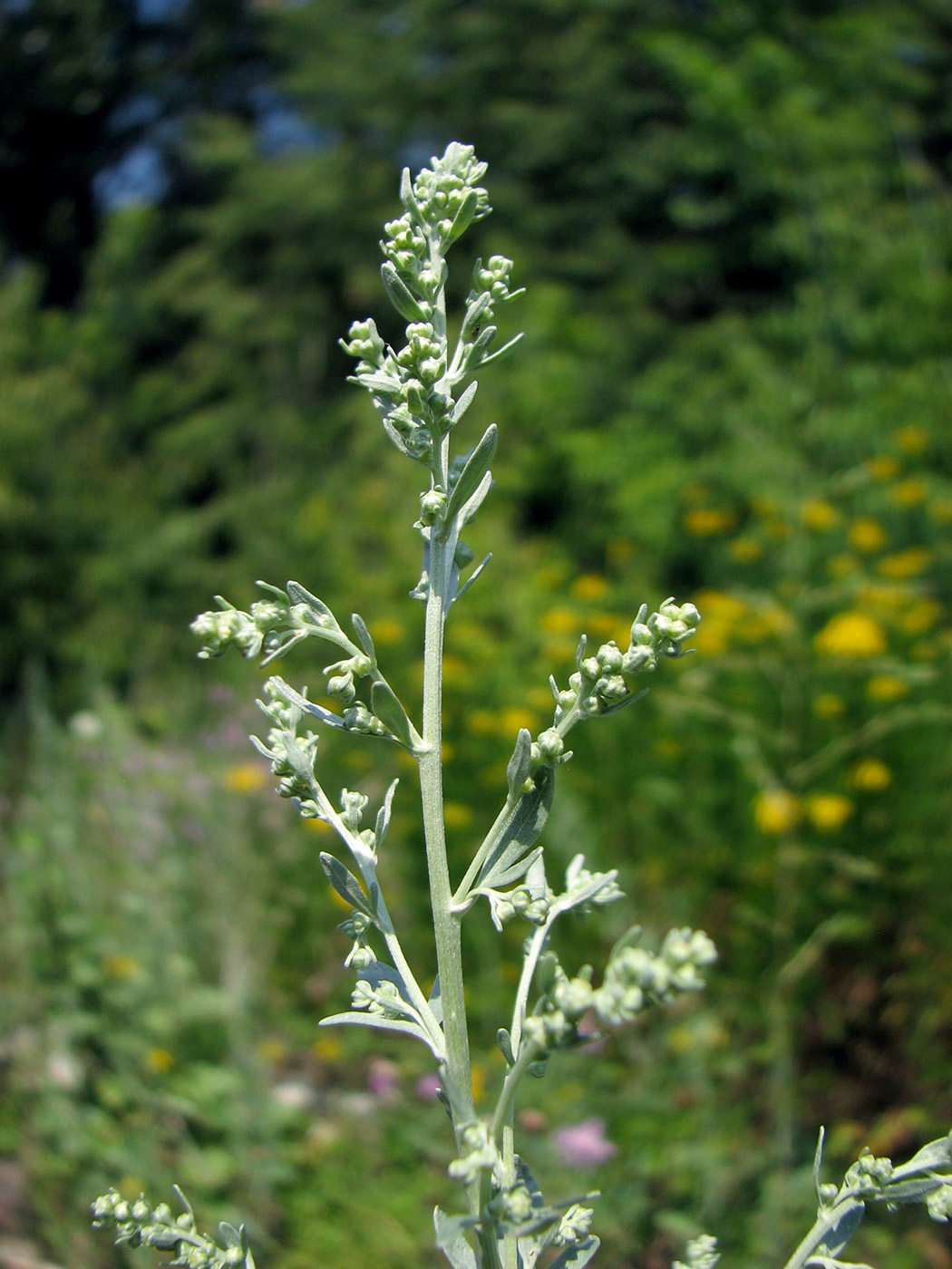 Image of Artemisia absinthium specimen.