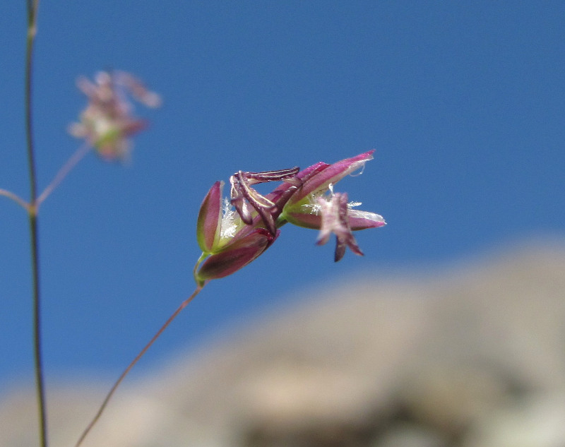 Image of genus Poa specimen.