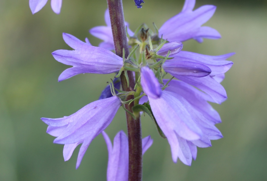 Image of Campanula bononiensis specimen.