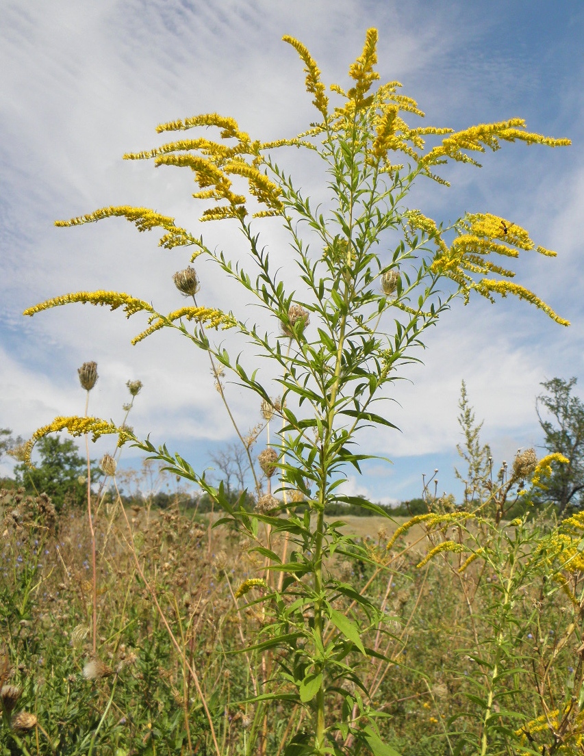 Image of Solidago canadensis specimen.