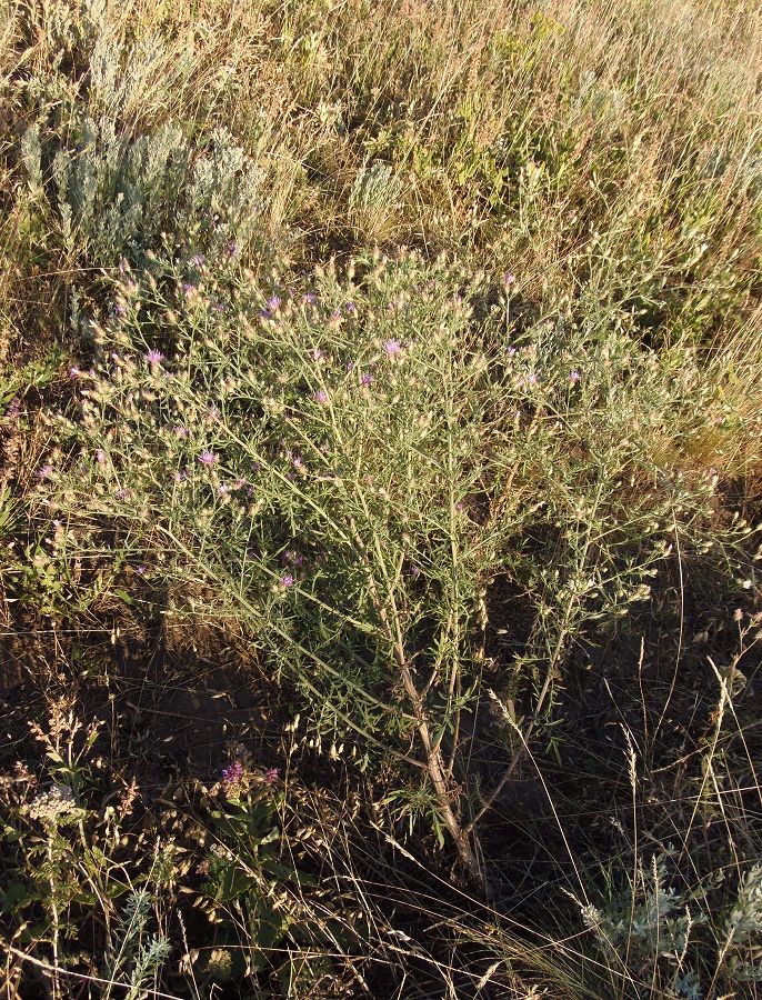 Image of Centaurea diffusa specimen.