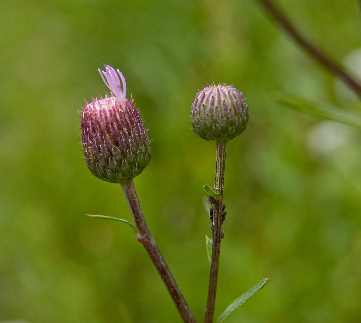 Image of Cirsium setosum specimen.