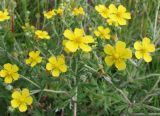 Potentilla argentea