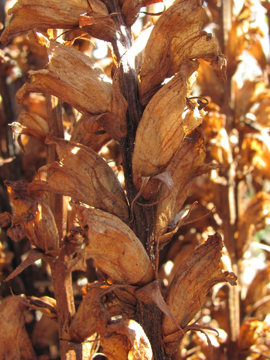 Image of Orobanche laxissima specimen.