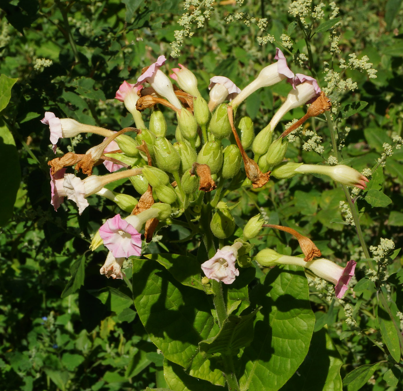 Image of Nicotiana tabacum specimen.